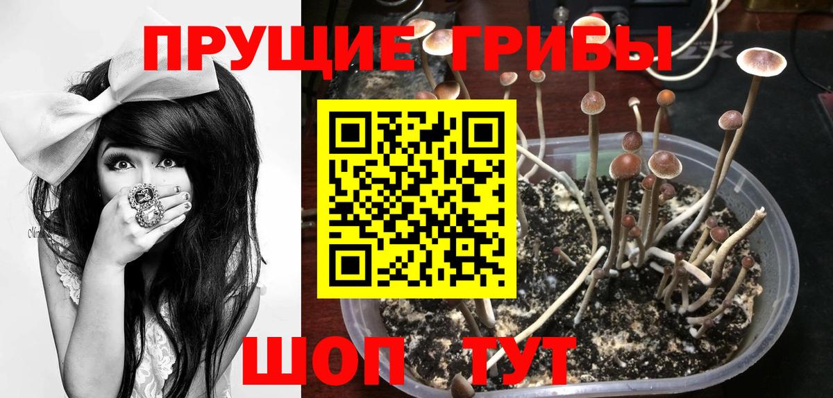 Псилоцибиновые грибы Psilocybine cubensis Вязники